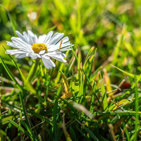 Sunflower Con Vista Su Siena Nyaraló